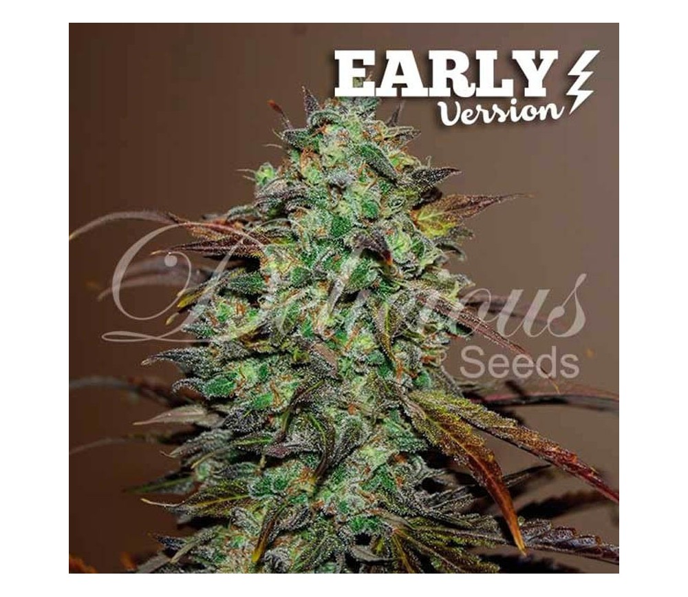 Eleven Roses Early Version - Delicious Seeds