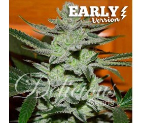 Unknown Kush Early Version - Delicious Seeds