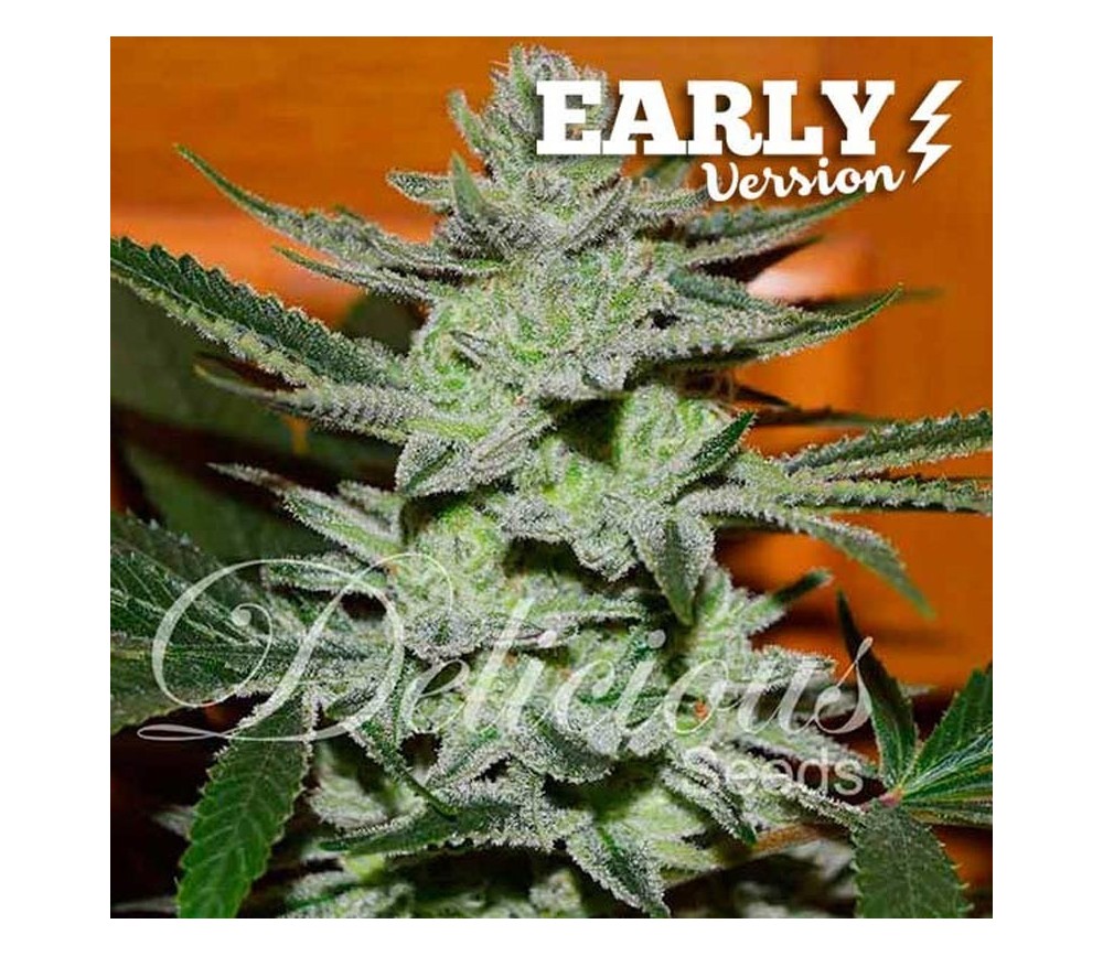 Unknown Kush Early Version - Delicious Seeds