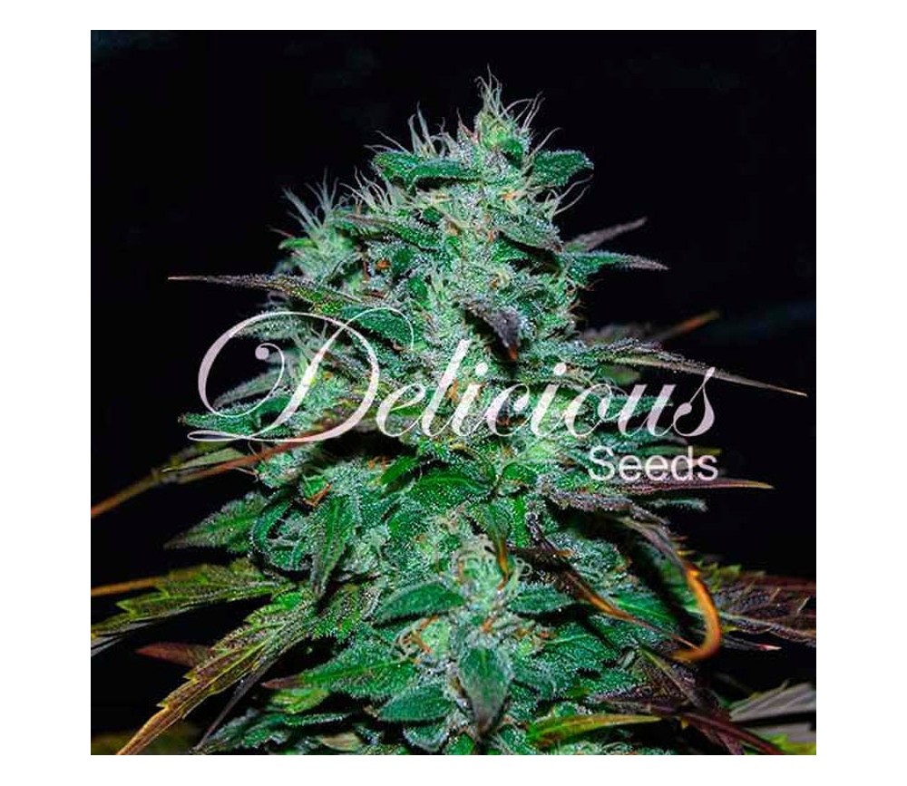 Chocobang  - Delicious Seeds