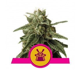 Shogun - Royal Queen Seeds