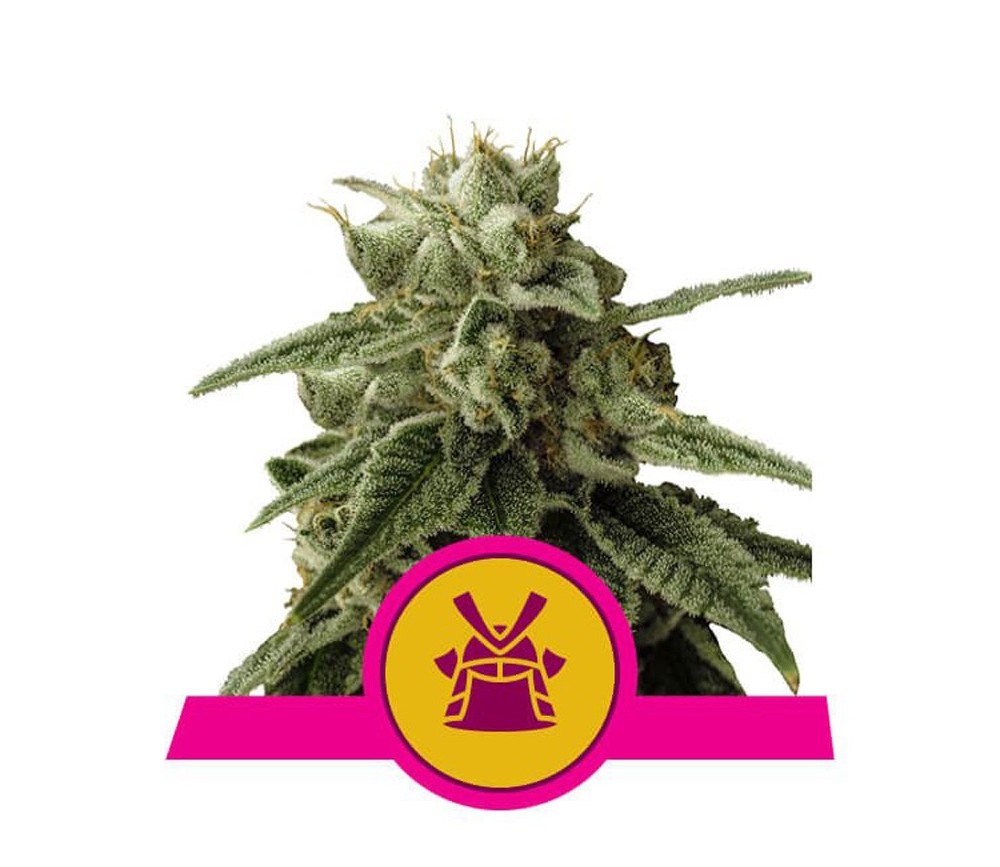 Shogun - Royal Queen Seeds