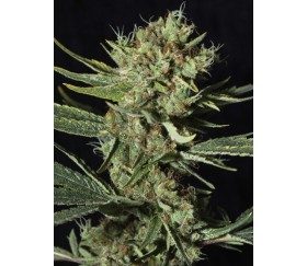 ONLY CBD - Eva Seeds