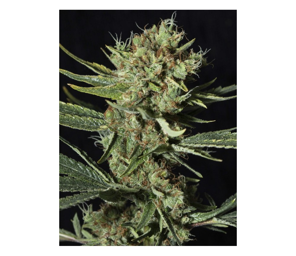 ONLY CBD - Eva Seeds