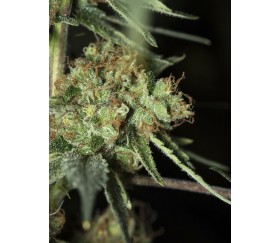 ONLY CBD - Eva Seeds