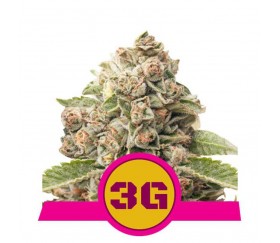 Triple G - Royal Queen Seeds