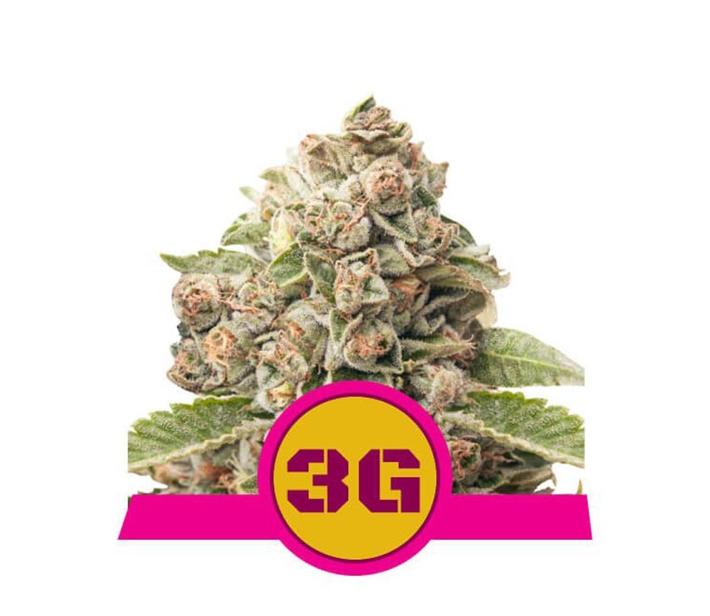 Triple G - Royal Queen Seeds