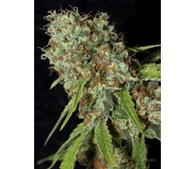 JAMAIKANISCHER TRAUM CBD