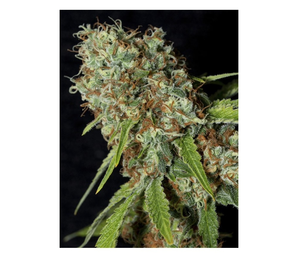 JAMAIKANISCHER TRAUM CBD