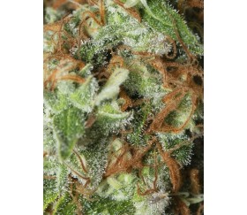 JAMAIKANISCHER TRAUM CBD