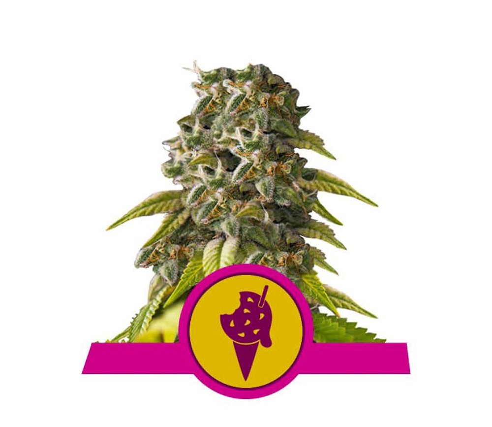 Cookies Gelato - Royal Queen Seeds