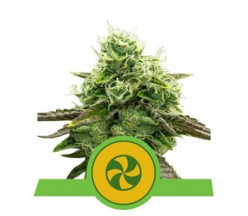 Sweet ZZ Automatic - Royal Queen Seeds