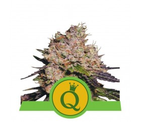 Purple Queen Automatic - Royal Queen Seeds