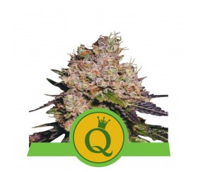 Purple Queen Automatique - Royal Queen Seeds