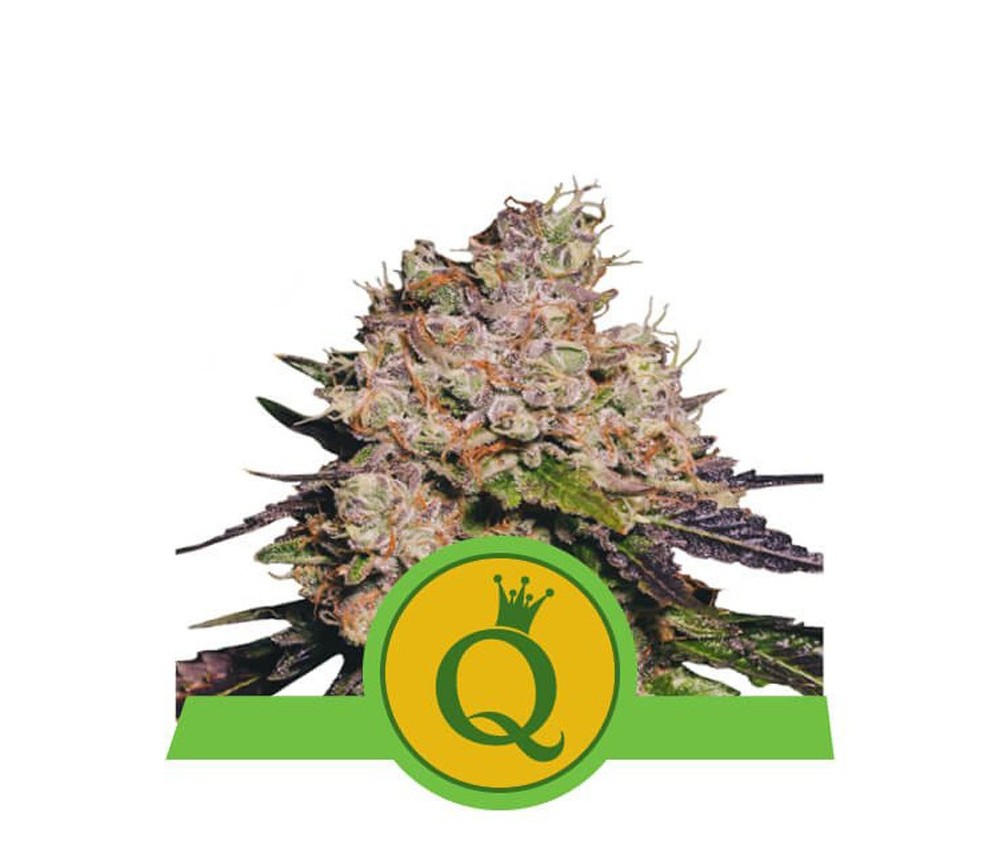 Purple Queen Automatic - Royal Queen Seeds