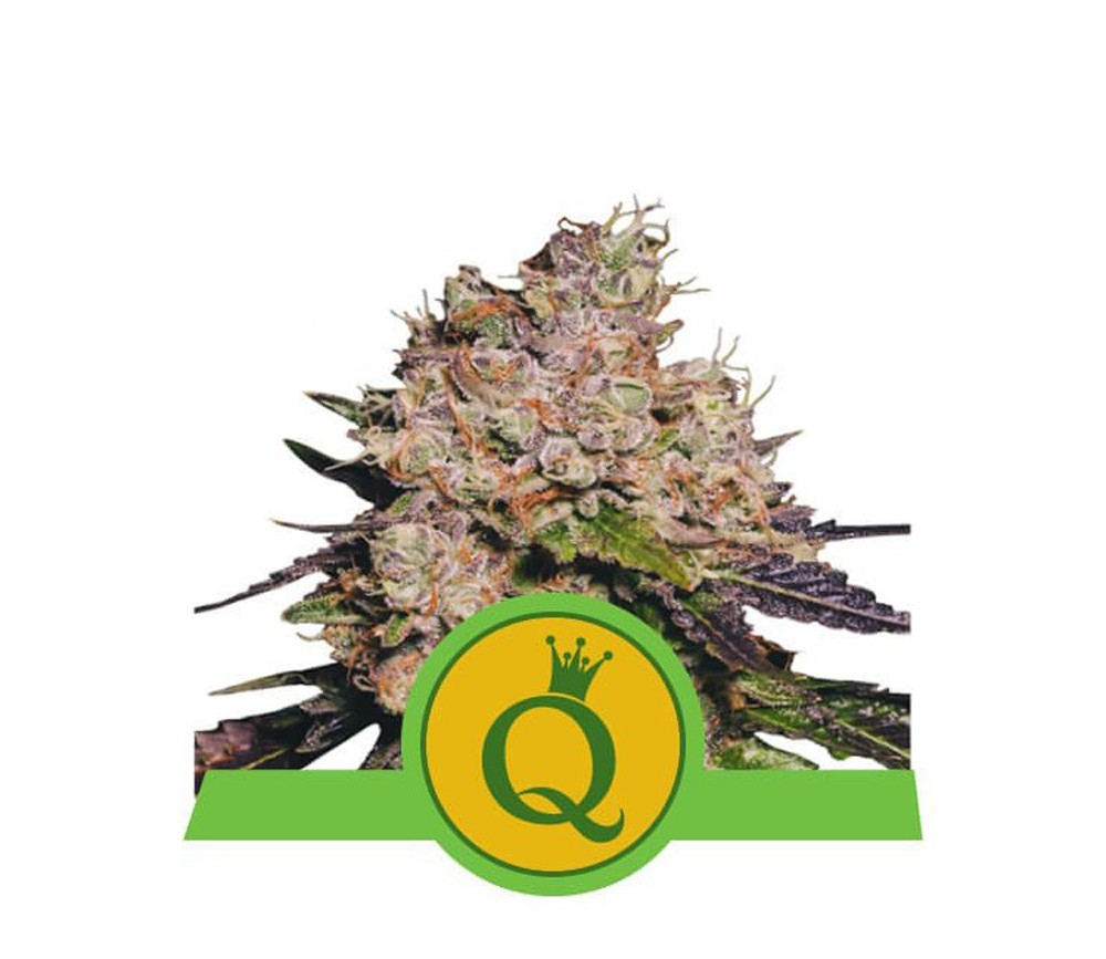 Purple Queen Automatique - Royal Queen Seeds