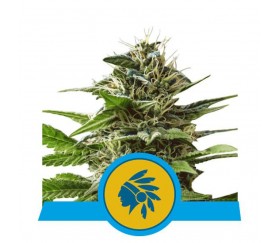 Tatanka Pure CBD - Royal Queen Seeds