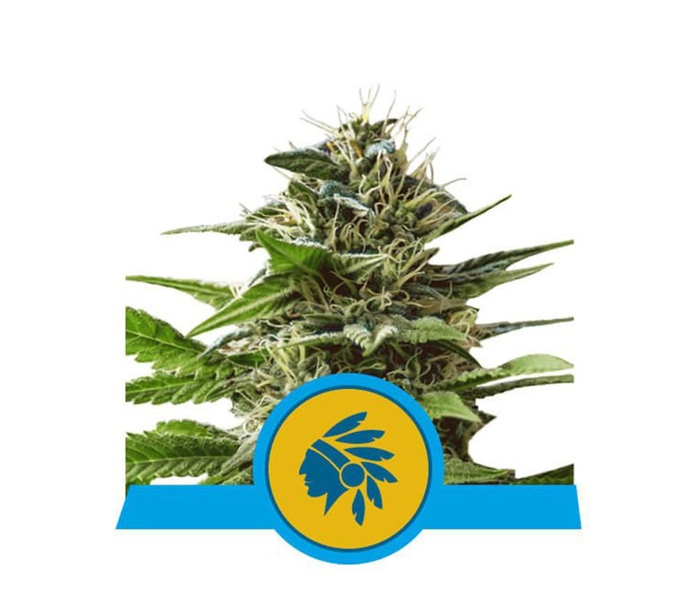 Tatanka Pure CBD -  Royal Queen Seeds