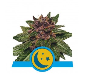 Purplematic CBD - Königliche Königin-Samen