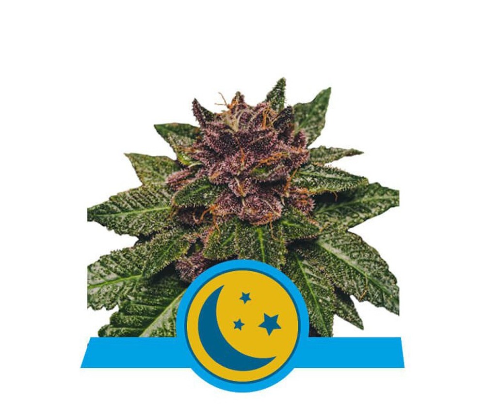 Purplematic CBD - Königliche Königin-Samen