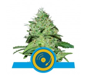 Joanne's CBD von Royal Queen Seeds