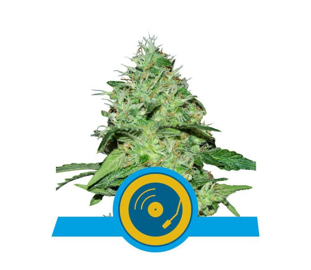 Joanne's CBD von Royal Queen Seeds