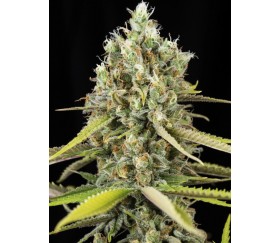 Lemon King - Eva Seeds