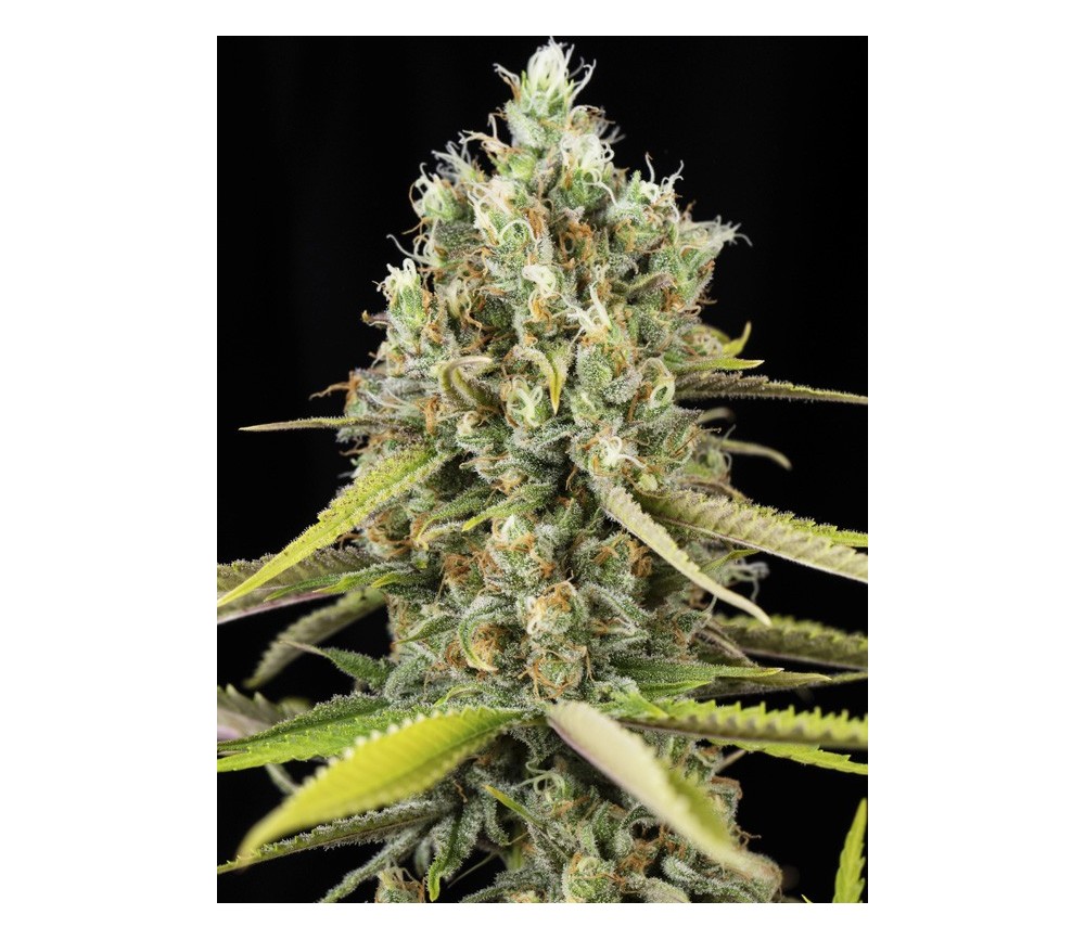 Lemon King - Eva Seeds