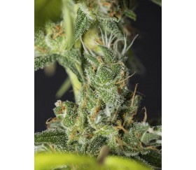 Lemon King - Eva Seeds