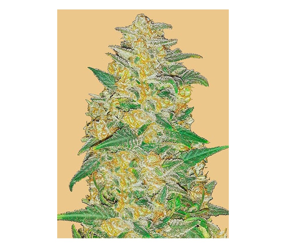 Original Auto Ak - Fast Buds Seeds