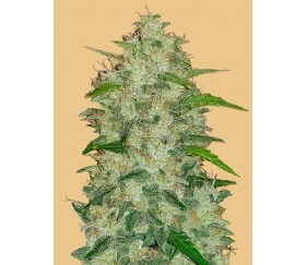 Original Auto Chemdawg - Fast Buds Seeds