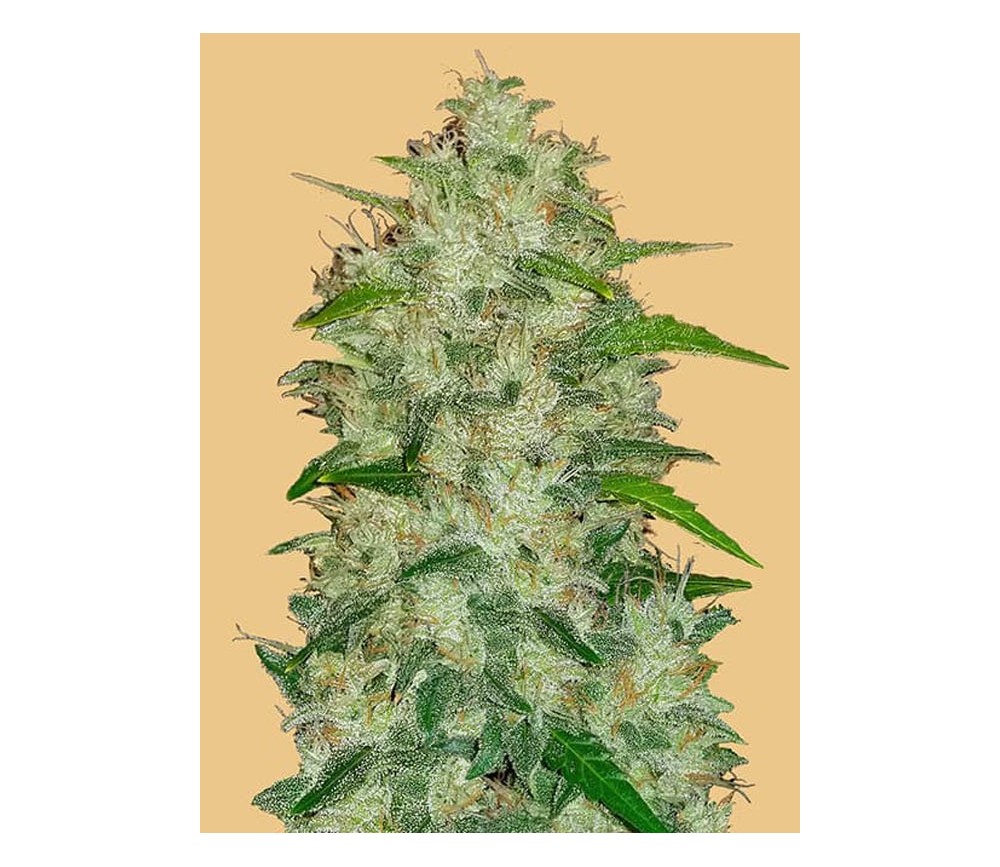 Original Auto Chemdawg - Fast Buds Seeds