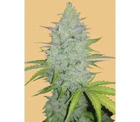 Original Auto Cheese - Fast Buds Seeds