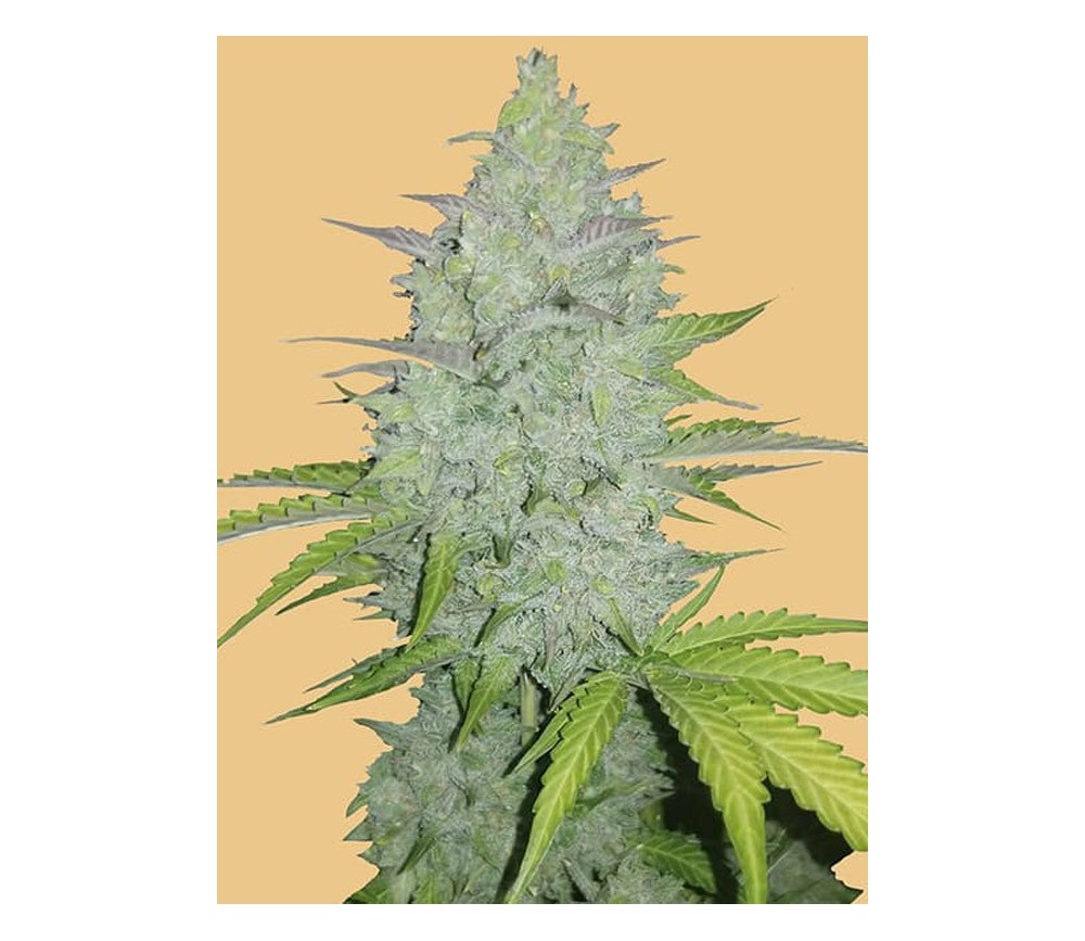 Auto Cheese - Graines Fast Buds