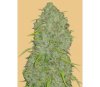 Original Auto Jack Herer de Fast Buds Seeds