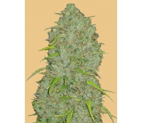 Original Auto Jack Herer de Fast Buds Seeds