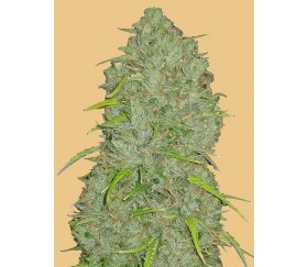 Original Auto Jack Herer de Fast Buds Seeds