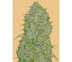 Original Auto Jack Herer de Fast Buds Seeds