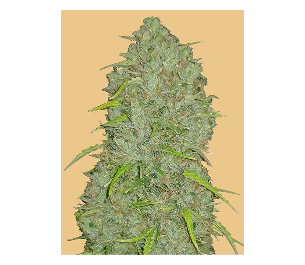 Original Auto Jack Herer de Fast Buds Seeds