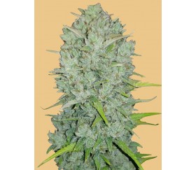 Original Auto Northern Lights -  Fast Buds Seeds