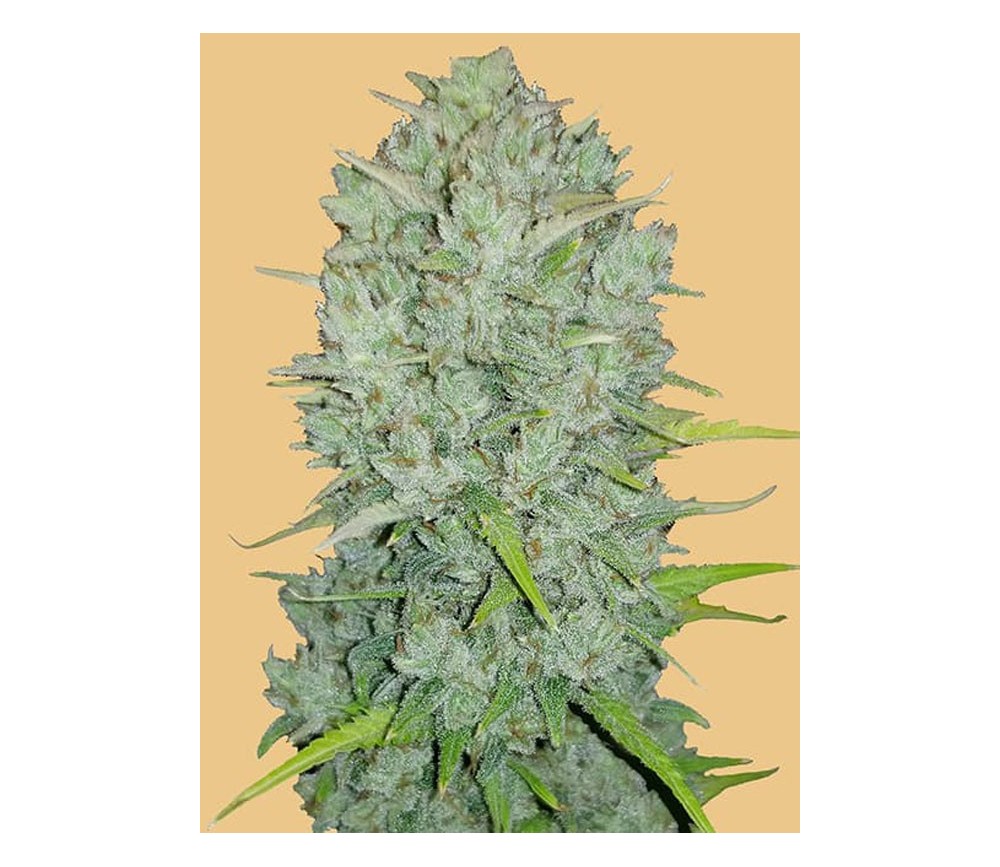 Original Auto Northern Lights -  Fast Buds Seeds