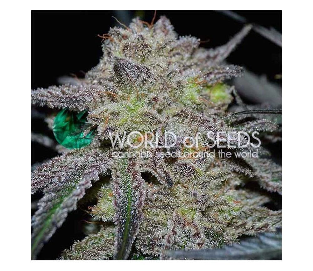 Tonic Ryder de World of Seeds