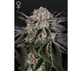 Wonder Pie - Green House Seeds