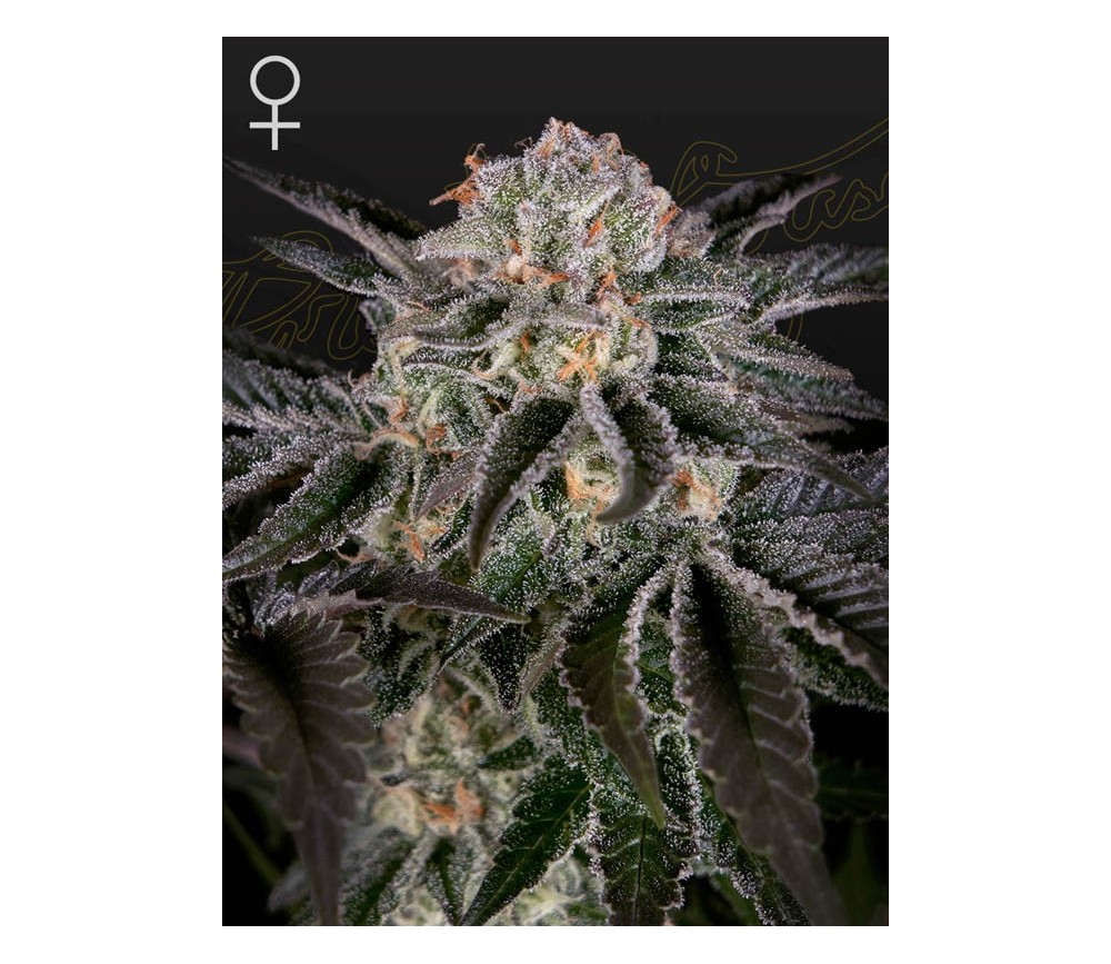 Wonder Pie - Green House Seeds