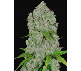ORANGE SHERBET AUTO