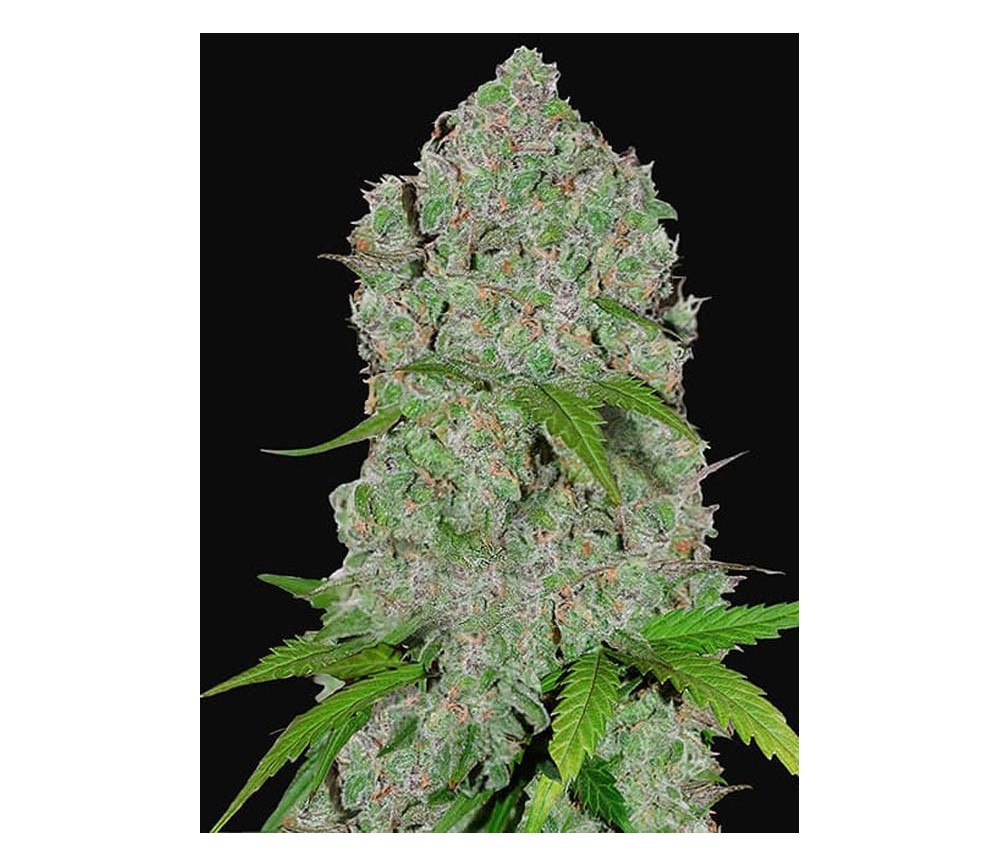 Orange Sherbet Auto -  Fast Buds Seeds