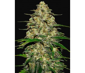 Wedding Cheesecake Auto - Fast Buds Seeds