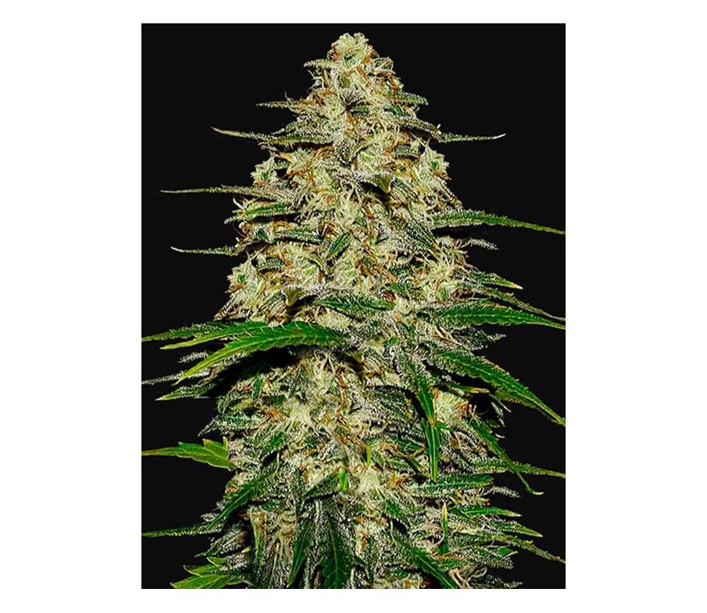 Wedding Cheesecake Auto - Fast Buds Seeds