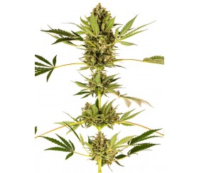 SENSI 49 CBD