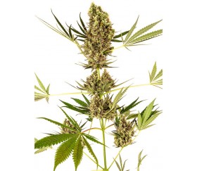Alpine Delight CBD Auto - Sensi Research